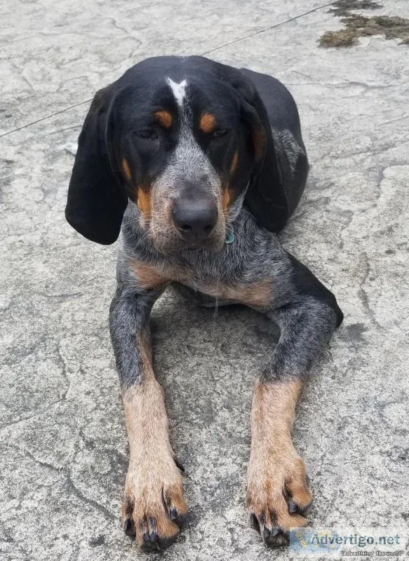 Family dog needs a loving home.