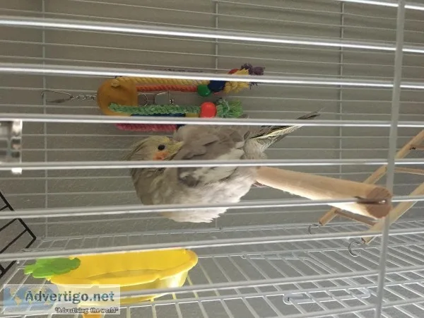 Young Cockatiel with Cage and Food