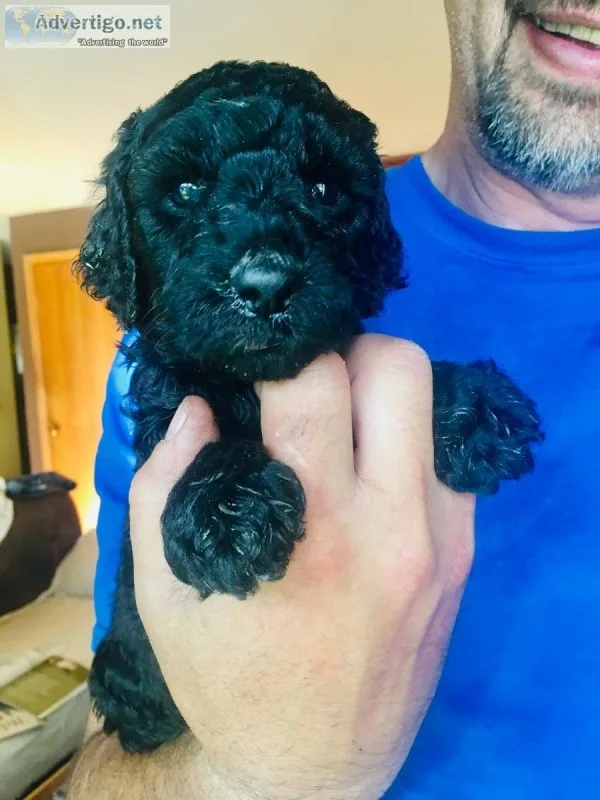 POODLES STANDARD AKC