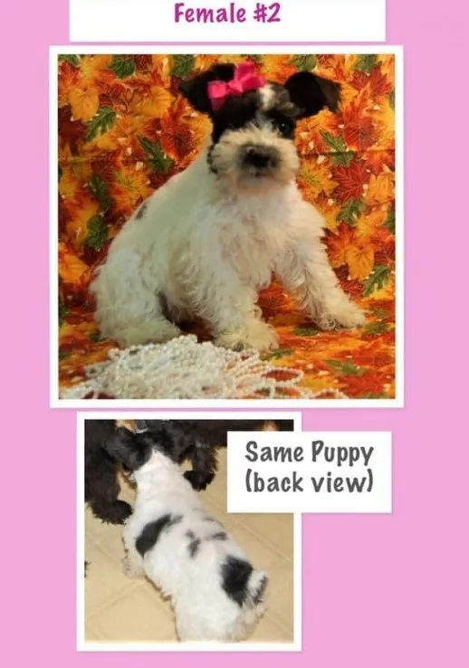 Mini schnauzer puppies in ca