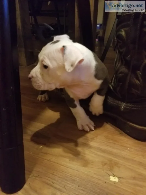 Active Pitbull puppies ready..