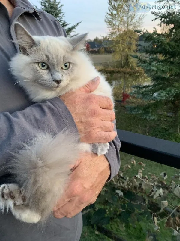 Gorgeous Purebred Blue Mink Ragdoll boy-TICA registered