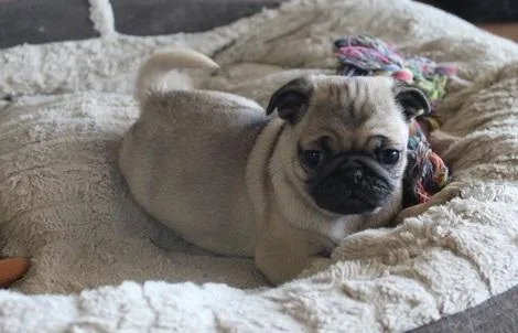 Black and Fawn pure breed Pug puppies for sale