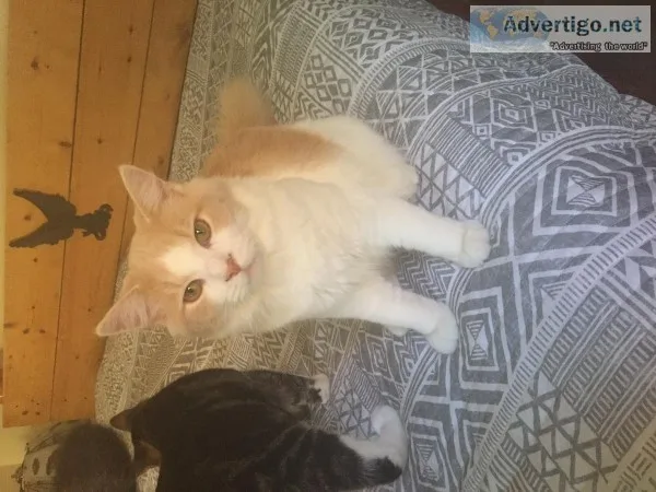 Kittens