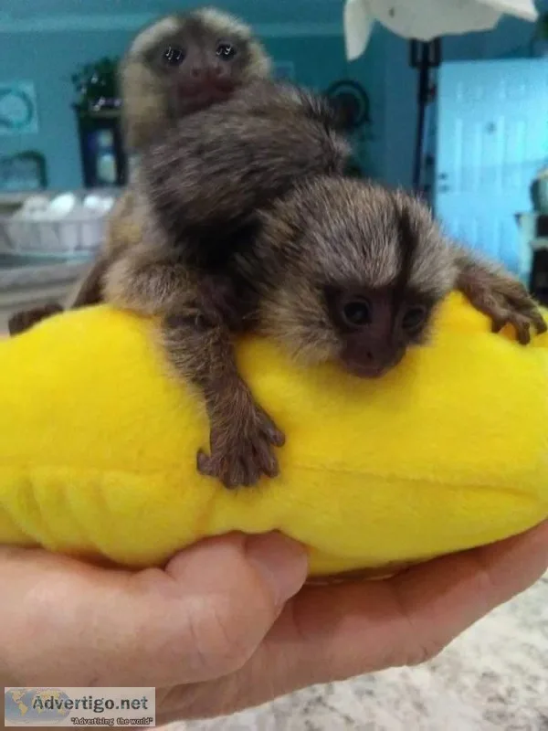 for sale Marmoset  to good homes only