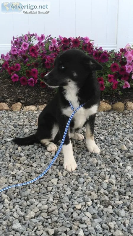 Beautiful Pomsky puppy