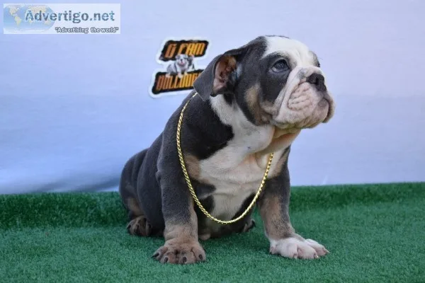 English Bulldog Blue Male
