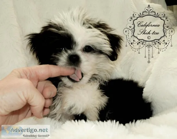 Small ShihTzuMaltese Designer female puppy named OREO