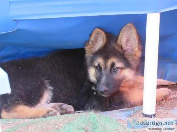 German Shepherd pup s