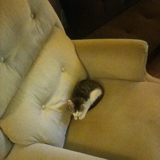 7 month old kitten for loving home