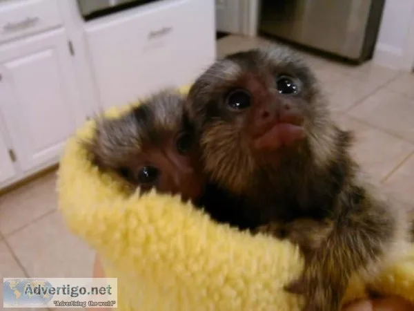 Marmoset Money