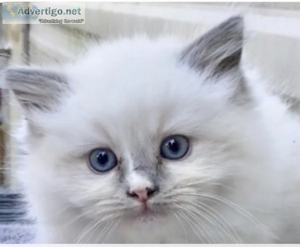 Ragdoll kittens