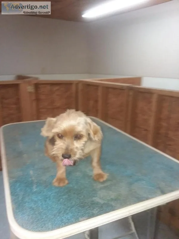 Yorkie - rehoming