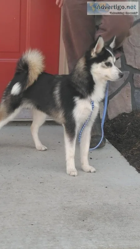 Daisy beautiful pomsky female