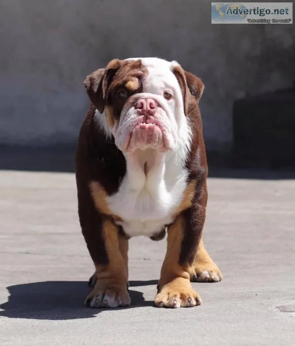 6 month old male Chocolate English Bulldog