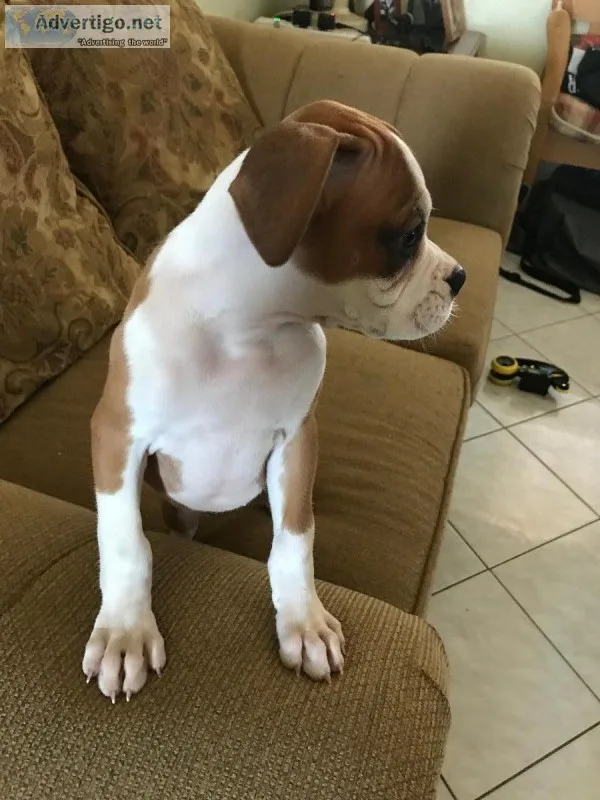 Boxer puppies