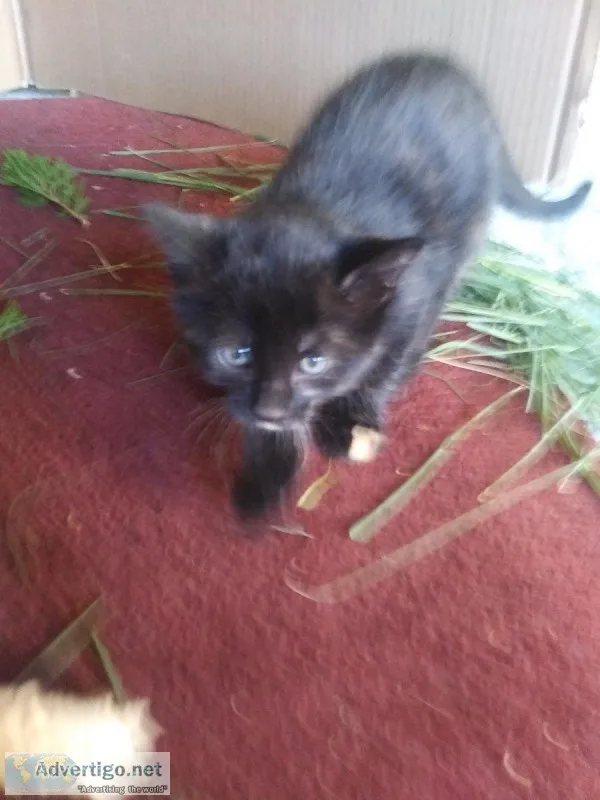Kittens