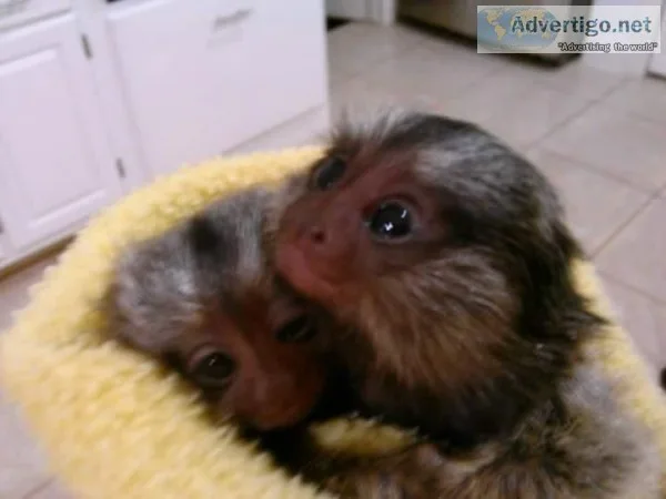 Affectionate Marmoset need permanent home