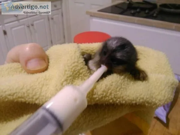 marmoset for good home