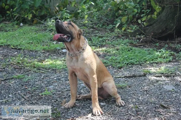 Presa Canario for sale