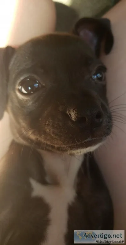 Black and white male puppy