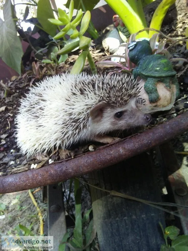 Hedgehogs