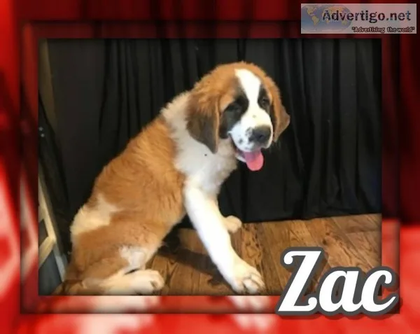 Zac Male Saint Bernard