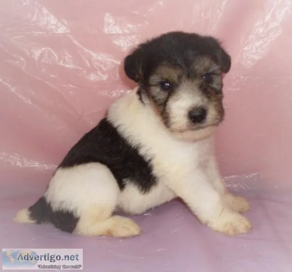 Wire Fox Terrier