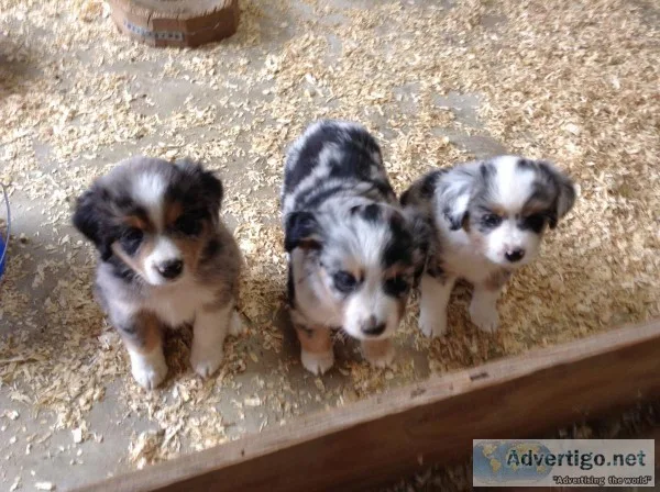 Miniture Australian Shepards puppies ..