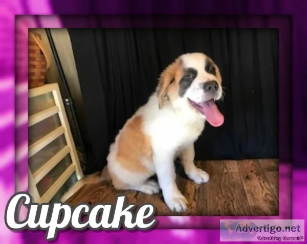 Cupcake Female Saint Bernard