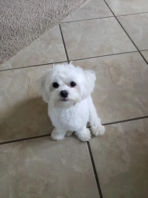GENJI (HAVANESE MALE DOG)