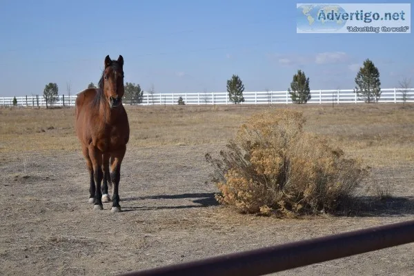 22-yo QH Gelding and 20-yo QH Mare