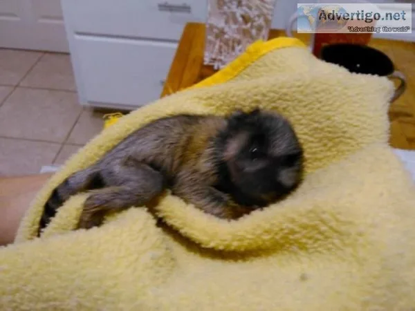Female Marmoset for good home only