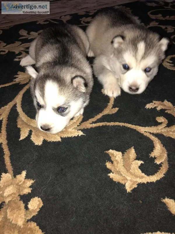 Siberian Husky puppies