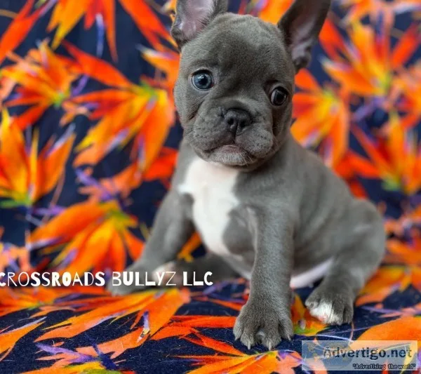 Akc frenchie Blue