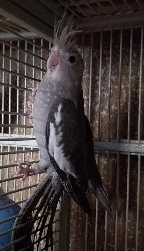Tamed Cockatiel