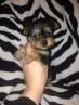 Yorkie