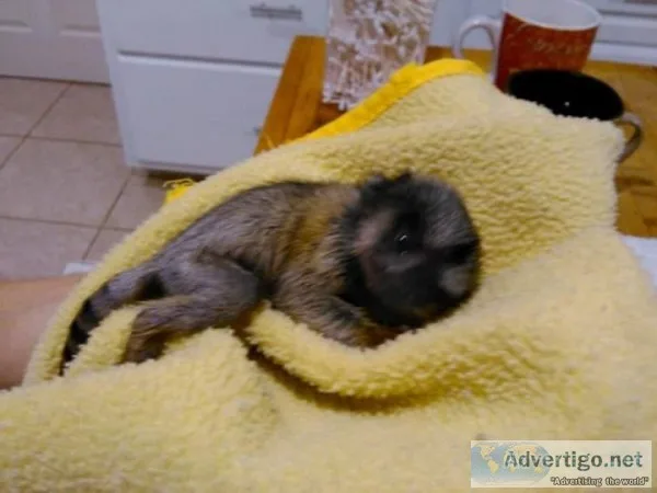 Pretty colored gentle good Marmoset For a Good Home.