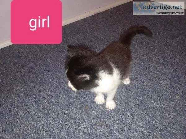 Kittens