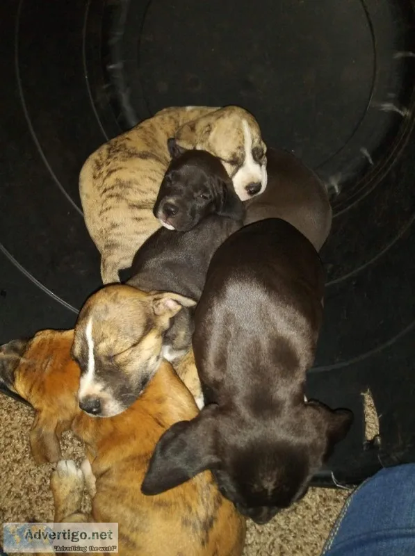 Puppies For Sale