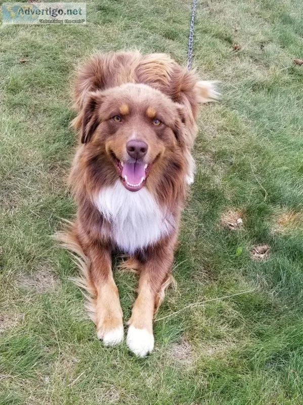 Border Collie Trained and Gentle