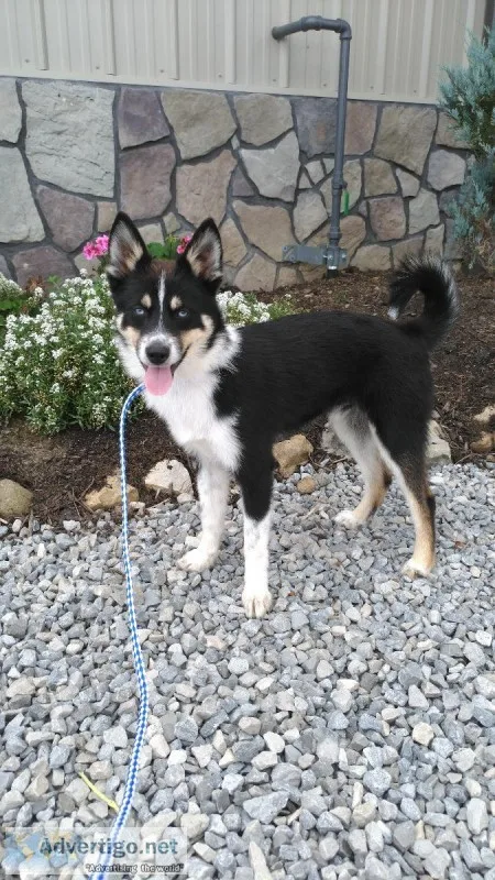Dakota pomsky male