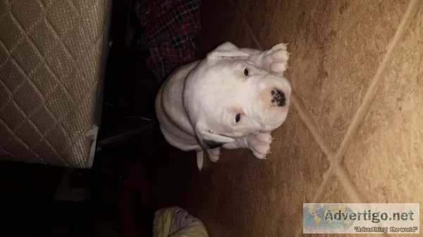 Unique pitbull puppies