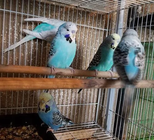 English Budgies Budgie