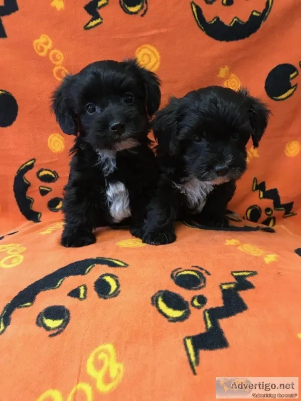 Male Yorkie-Poo Puppies