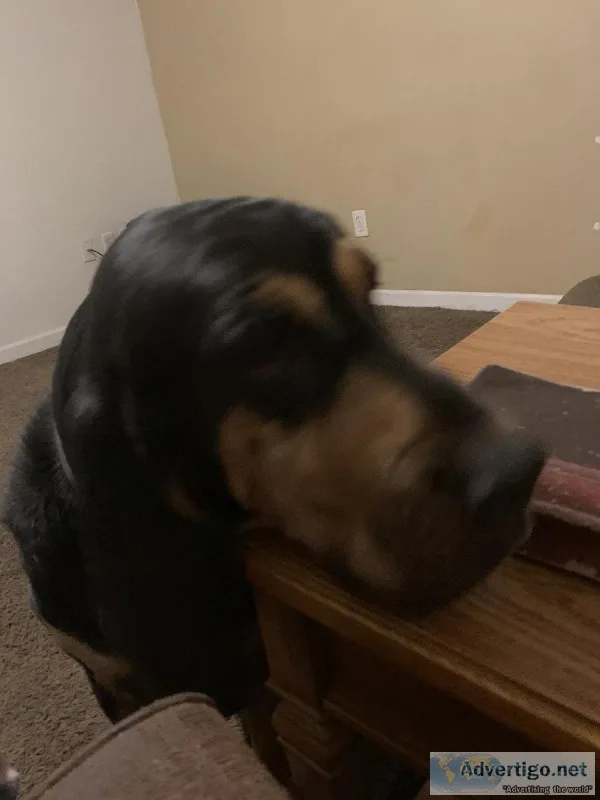 Male bloodhound