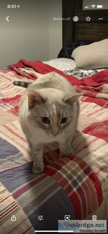 Lilac point Siamese