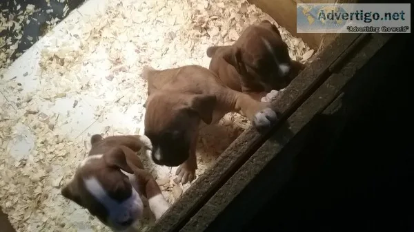 BOXER PUPPIES by AKC Parents