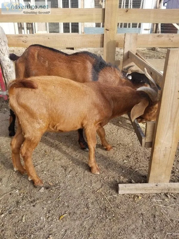 Registered nubian