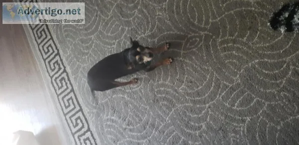 Chihuahua